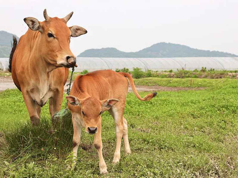 Animals Tracking